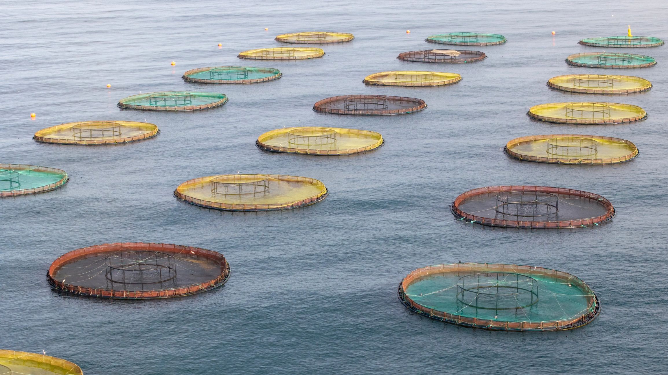 Aquaculture net pens floating on calm ocean water