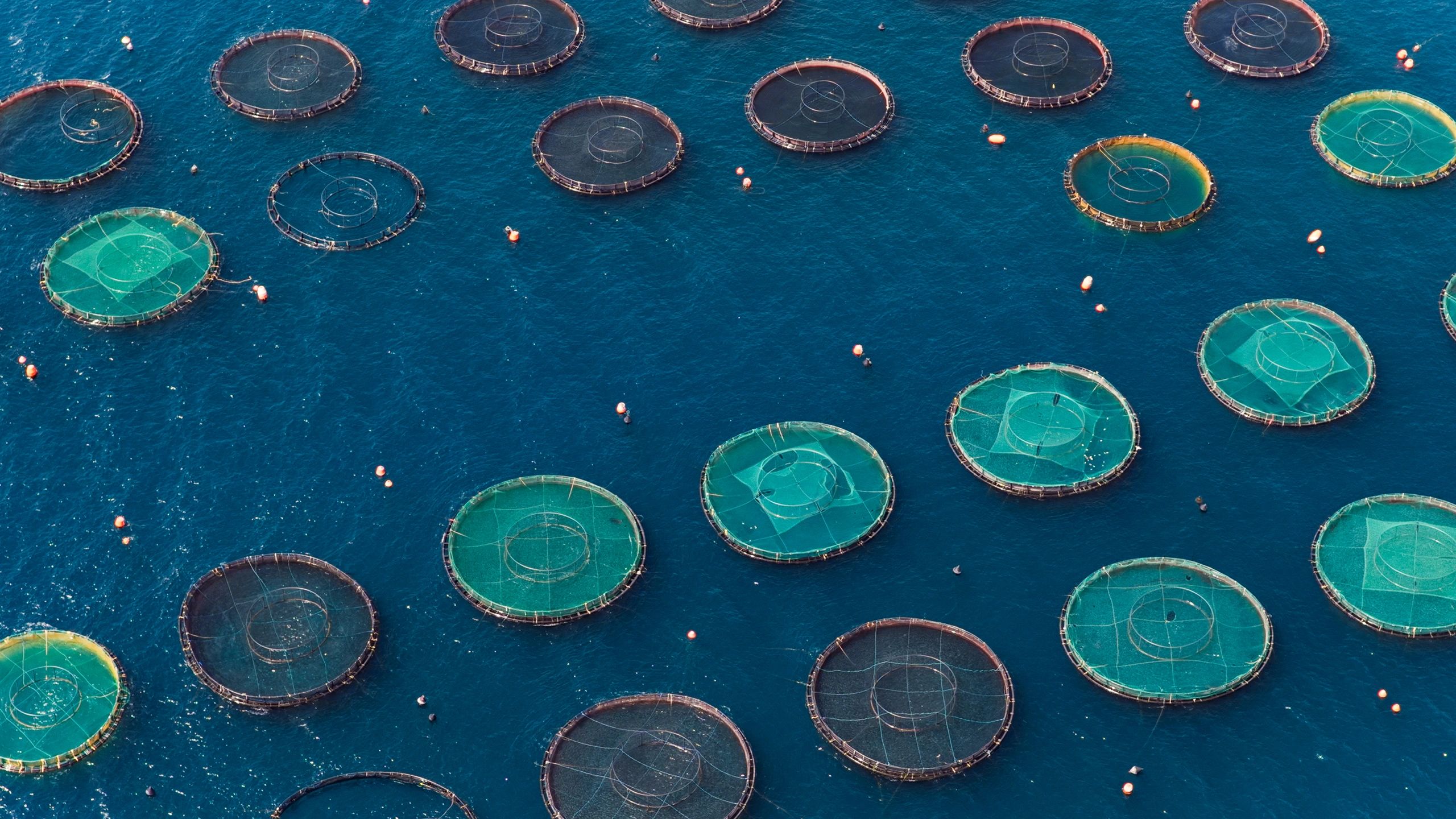 Aerial view of circular aquaculture fish farm pens