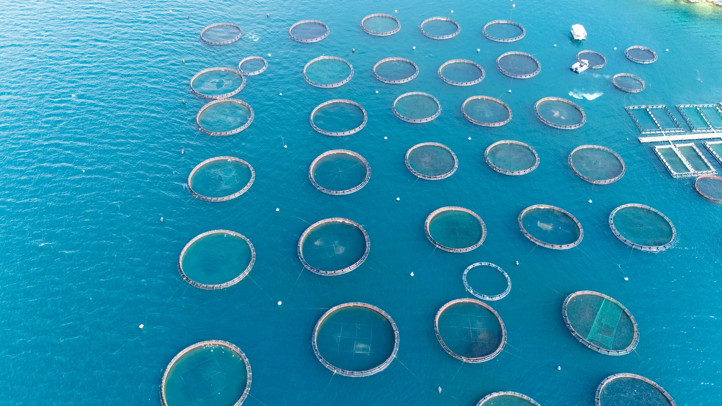 Circular aquaculture cages floating in blue sea water